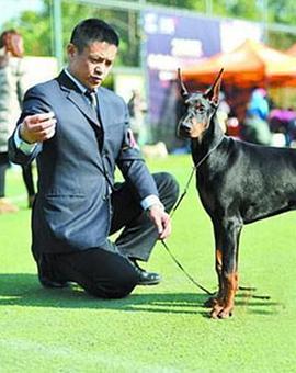 职业牵犬师